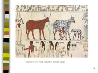 9 
Domestic cow being milked in ancient Egypt  