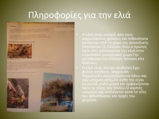 Πληροφορίες για την ελιά 
• Η ελιά είναι γνωστή από τους 
αρχαιότατους χρόνους και πιθανότατα 
κατάγεται από το χώρο της ανατολικής 
Μεσογείου.Οι Έλληνες ήταν ο πρώτος 
λαός που καλλιέργησε την ελιά στον 
ευρωπαϊκό μεσογειακό χώρο.Την 
μετέφεραν είτε Έλληνες άποικοι είτε 
Φοίνικες. 
• Η ελιά είναι δέντρο αειθαλές.Έχει 
φύλλα αντίθετα, λογχοειδή 
δερματώδη σκουροπράσινα πάνω και 
αργυρόχροα κάτω.Τα άνθη της είναι 
λευκωπά ,πολύ μικρά και εμφανίζονται 
προς το τέλος του Μαΐου.Ο καρπός 
ωριμάζει και συλλέγεται κατά τα τέλη 
του φθινοπώρου και αρχές του 
χειμώνα. 
 