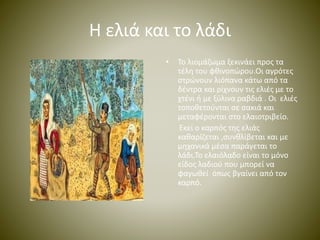 Η ελιά και το λάδι 
• Το λιομάζωμα ξεκινάει προς τα 
τέλη του φθινοπώρου.Οι αγρότες 
στρώνουν λιόπανα κάτω από τα 
δέντρα και ρίχνουν τις ελιές με το 
χτένι ή με ξύλινα ραβδιά . Οι ελιές 
τοποθετούνται σε σακιά και 
μεταφέρονται στο ελαιοτριβείο. 
Εκεί ο καρπός της ελιάς 
καθαρίζεται ,συνθλίβεται και με 
μηχανικά μέσα παράγεται το 
λάδι.Το ελαιόλαδο είναι το μόνο 
είδος λαδιού που μπορεί να 
φαγωθεί όπως βγαίνει από τον 
καρπό. 
 