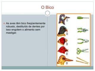 O Bico 
 As aves têm bico freqüentemente 
robusto, destituído de dentes por 
isso engolem o alimento sem 
mastigar. 
 