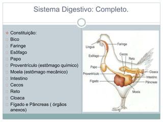 Sistema Digestivo: Completo. 
 Constituição: 
Bico 
Faringe 
Esôfago 
Papo 
Proventrículo (estômago químico) 
Moela (estômago mecânico) 
Intestino 
Cecos 
Reto 
Cloaca 
Fígado e Pâncreas ( órgãos 
anexos) 
 