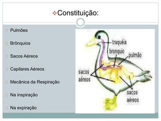 Pulmões 
Brônquios 
Sacos Aéreos 
Capilares Aéreos 
Mecânica da Respiração 
Na inspiração 
Na expiração 
Constituição: 
 