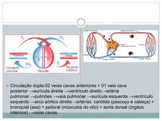  Circulação dupla:02 veias cavas anteriores + 01 veia cava 
posterior →aurícula direita →ventrículo direito→artéria 
pulmonar →pulmões →veia pulmonar →aurícula esquerda →ventrículo 
esquerdo →arco aórtico direito→artérias: carótida (pescoço e cabeça) + 
branquial (asa) + peitoral (músculos do vôo) + aorta dorsal (órgãos 
internos) →veias cavas. 
 