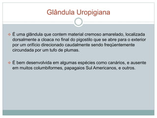Glândula Uropigiana 
 É uma glândula que contem material cremoso amarelado, localizada 
dorsalmente a cloaca no final do pigostilo que se abre para o exterior 
por um orifício direcionado caudalmente sendo freqüentemente 
circundada por um tufo de plumas. 
 É bem desenvolvida em algumas espécies como canários, e ausente 
em muitos columbiformes, papagaios Sul Americanos, e outros. 
 