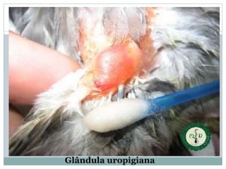 Glândula uropigiana 
 