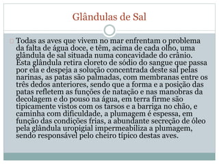 Glândulas de Sal 
Todas as aves que vivem no mar enfrentam o problema 
da falta de água doce, e têm, acima de cada olho, uma 
glândula de sal situada numa concavidade do crânio. 
Esta glândula retira cloreto de sódio do sangue que passa 
por ela e despeja a solução concentrada deste sal pelas 
narinas, as patas são palmadas, com membranas entre os 
três dedos anteriores, sendo que a forma e a posição das 
patas refletem as funções de natação e nas manobras da 
decolagem e do pouso na água, em terra firme são 
tipicamente vistos com os tarsos e a barriga no chão, e 
caminha com dificuldade, a plumagem é espessa, em 
função das condições frias, a abundante secreção de óleo 
pela glândula uropigial impermeabiliza a plumagem, 
sendo responsável pelo cheiro típico destas aves. 
 