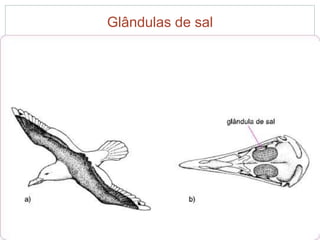 Glândulas de sal 
 