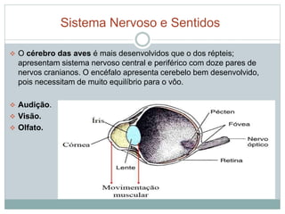 Sistema Nervoso e Sentidos 
 O cérebro das aves é mais desenvolvidos que o dos répteis; 
apresentam sistema nervoso central e periférico com doze pares de 
nervos cranianos. O encéfalo apresenta cerebelo bem desenvolvido, 
pois necessitam de muito equilíbrio para o vôo. 
 Audição. Adaptação ao ambiente. 
 Visão. 
 Olfato. 
 