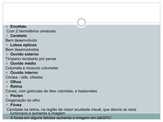  Encéfalo 
Com 2 hemisférios cerebrais 
 Cerebelo 
Bem desenvolvido 
 Lobos ópticos 
Bem desenvolvidos 
 Ouvido externo 
Tímpano recoberto por penas 
 Ouvido médio 
Columela e músculo columelar 
 Ouvido interno 
Cóclea - céls. ciliadas 
 Olhos 
 Retina 
Cones, com gotículas de óleo coloridas, e bastonetes 
 Pécten 
Oxigenação do olho 
 Fóvea 
Cavidade na retina, na região de maior acuidade visual, que desvia os raios 
luminosos e aumenta a imagem 
 A fóvea em alguns falcões aumenta a imagem em até30%! 
 