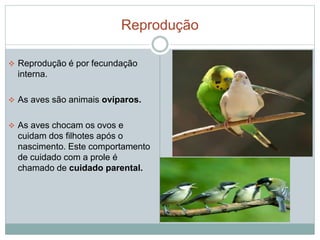 Reprodução 
 Reprodução é por fecundação 
interna. 
 As aves são animais ovíparos. 
 As aves chocam os ovos e 
cuidam dos filhotes após o 
nascimento. Este comportamento 
de cuidado com a prole é 
chamado de cuidado parental. 
 
