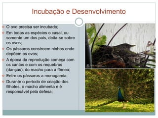 Incubação e Desenvolvimento 
 O ovo precisa ser incubado; 
 Em todas as espécies o casal, ou 
somente um dos pais, deita-se sobre 
os ovos; 
 Os pássaros constroem ninhos onde 
depõem os ovos; 
 A época da reprodução começa com 
os cantos e com os requebros 
(danças), do macho para a fêmea; 
 Entre os pássaros a monogamia; 
 Durante o período de criação dos 
filhotes, o macho alimenta e é 
responsável pela defesa; 
 