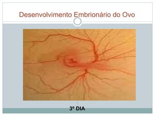 Desenvolvimento Embrionário do Ovo 
3º DIA 
 