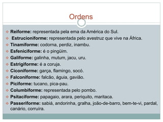 Ordens 
 Reiforme: representada pela ema da América do Sul. 
 Estrucioniforme: representada pelo avestruz que vive na África. 
 Tinamiforme: codorna, perdiz, inambu. 
 Esfeniciforme: é o pingüim. 
 Galiforme: galinha, mutum, jacu, uru. 
 Estrigiforme: é a coruja. 
 Ciconiforme: garça, flamingo, socó. 
 Falconiforme: falcão, águia, gavião. 
 Piciforme: tucano, pica-pau. 
 Columbiforme: representada pelo pombo. 
 Psitaciforme: papagaio, arara, periquito, maritaca. 
 Passeriforme: sabiá, andorinha, gralha, joão-de-barro, bem-te-vi, pardal, 
canário, corruíra. 
 