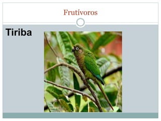 Frutívoros 
Tiriba 
 