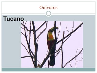 Onívoros 
Tucano 
 