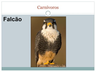 Carnívoros 
Falcão 
 