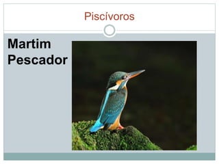 Piscívoros 
Martim 
Pescador 
 