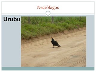 Necrófagos 
Urubu 
 