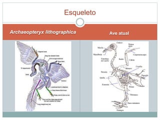Esqueleto 
Archaeopteryx lithographica Ave atual 
 