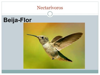 Nectarívoros 
Beija-Flor 
 