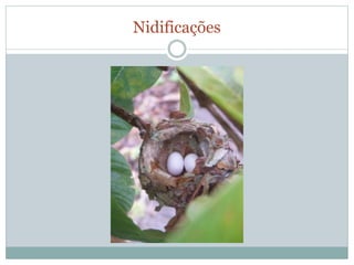 Nidificações 
 