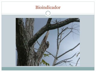 Bioindicador 
 