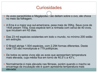 Curiosidades 
 As aves parasitóides e Megápodes não deitam sobre o ovo, ele choca 
no meio da folhagem. 
 A Ema é a maior ave sul-americana, pesa mais de 35Kg. Seus ovos de 
14x8 pesam 700g. Essa espécie tem a ninhada com cerca de 40 ovos, 
que incubam em 42 dias. 
 Das 23 mil espécies existentes em todo o mundo, no mínimo 200 estão 
em extinção. 
 O Brasil abriga 1.504 espécies, com 2.294 formas diferentes. Deste 
total 725 são monotípicas e 779 politípicas. 
 De todos os seres vivos são as aves que apresentam temperatura 
mais elevada, cuja média fica em torno de 40,5°c a 43°c. 
 Normalmente é mais elevada nas fêmeas, porém quando o macho se 
encarrega da incubação ele é quem apresenta temperatura mais 
elevada. 
