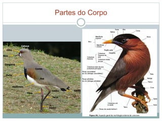 Partes do Corpo 
 
