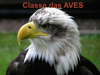 Classe das AVES 
Classe das Aves 
CLASSE DAS AVES 
 