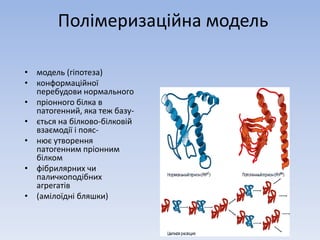 Полімеризаційна модель 
• модель (гіпотеза) 
• конформаційної 
перебудови нормального 
• пріонного білка в 
патогенний, яка теж базу- 
• ється на білково-білковій 
взаємодії і пояс- 
• нює утворення 
патогенним пріонним 
білком 
• фібрилярних чи 
паличкоподібних 
агрегатів 
• (амілоїдні бляшки) 
 