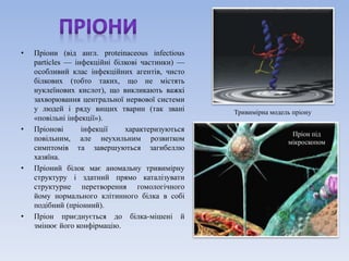 • Пріони (від англ. proteinaceous infectious 
particles — інфекційні білкові частинки) — 
особливий клас інфекційних агентів, чисто 
білкових (тобто таких, що не містять 
нуклеїнових кислот), що викликають важкі 
захворювання центральної нервової системи 
у людей і ряду вищих тварин (так звані 
«повільні інфекції»). 
• Пріонові інфекції характеризуються 
повільним, але неухильним розвитком 
симптомів та завершуються загибеллю 
хазяїна. 
• Пріоний білок має аномальну тривимірну 
структуру і здатний прямо каталізувати 
структурне перетворення гомологічного 
йому нормального клітинного білка в собі 
подібний (пріонний). 
• Пріон приєднується до білка-мішені й 
змінює його конфірмацію. 
Тривимірна модель пріону 
Пріон під 
мікроскопом 
 