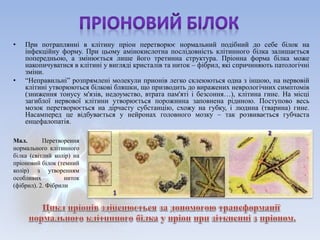 • При потраплянні в клітину пріон перетворює нормальний подібний до себе білок на 
інфекційну форму. При цьому амінокислотна послідовність клітинного білка залишається 
попередньою, а змінюється лише його третинна структура. Пріонна форма білка може 
накопичуватися в клітині у вигляді кристалів та ниток – фібрил, які спричиняють патологічні 
зміни. 
• “Неправильні” розпрямлені молекули прионів легко склеюються одна з іншою, на нервовій 
клітині утворюються білкові бляшки, що призводить до виражених неврологічних симптомів 
(зниження тонусу м'язів, недоумство, втрата пам'яті і безсоння…), клітина гине. На місці 
загиблої нервової клітини утворюється порожнина заповнена рідиною. Поступово весь 
мозок перетворюється на дірчасту субстанцію, схожу на губку, і людина (тварина) гине. 
Насамперед це відбувається у нейронах головного мозку – так розвивається губчаста 
енцефалопатія. 
Мал. Перетворення 
нормального клітинного 
білка (світлий колір) на 
пріоновий білок (темний 
колір) з утворенням 
особливих ниток 
(фібрил). 2. Фібрили 
 