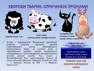 скрейпі овець і кіз 
Сказ корів 
(губкоподібна енцефалопатія) 
• Згідно з інформацією Всесвітньої організації 
охорони здоров'я, керівних органів 
Європейського союзу, Міжнародного 
епізоотичного бюро, за останні роки у 
європейських країнах значно підвищилась 
захворюваність спонгіоформною енцефалопатією 
великої рогатої худоби. Так, тільки у 
Великобританії було зареєстровано більше 18 
тисяч випадків пріонних інфекцій, більше як 1300 
— у Ірландії, більше як 800 — у Франції, 
Португалії. 
захворювання 
головного мозку 
курей, кішок, оленів та ін. 
Інформація для 
міркувань 
Інкубаційний період 
коров’ячого сказу у корів 
складає від 3 до 8 років. 
 