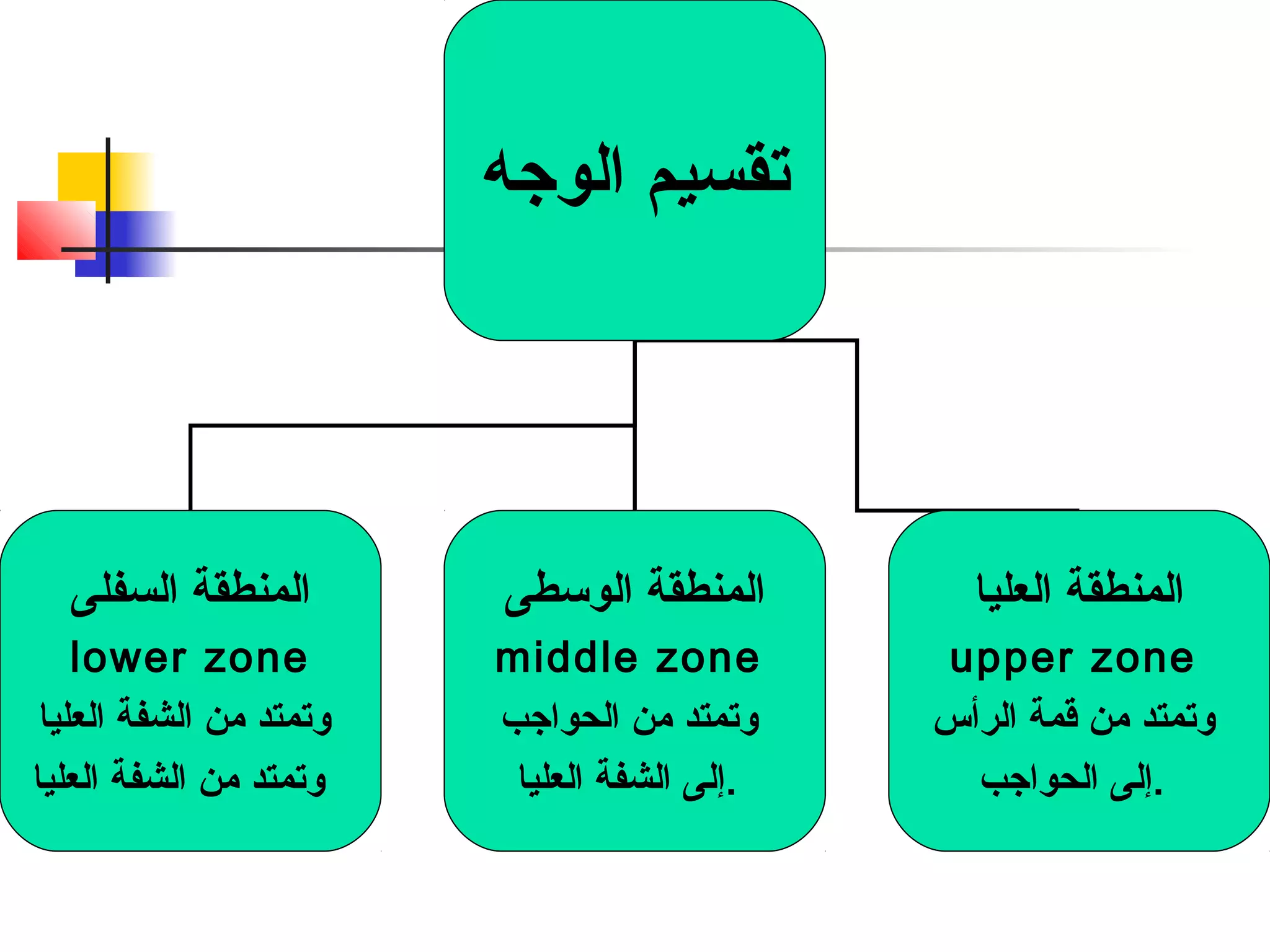 تقسيم الوجه 
المنطقة السفلى 
lower zone 
وتمتد من الشفة العليا 
وتمتد من الشفة العليا 
المنطقة الوسطى 
middle zone 
وتمتد من الحواجب 
.إلى الشفة العليا 
المنطقة العليا 
upper zone 
وتمتد من قمة الرأس 
.إلى الحواجب 
 