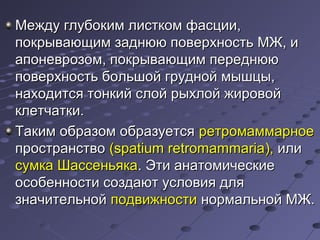 ММеежжддуу ггллууббооккиимм ллииссттккоомм ффаассццииии,, 
ппооккррыыввааюющщиимм ззааддннюююю ппооввееррххннооссттьь ММЖЖ,, ии 
ааппооннееввррооззоомм,, ппооккррыыввааюющщиимм ппееррееддннюююю 
ппооввееррххннооссттьь ббооллььшшоойй ггрруудднноойй ммыышшццыы,, 
ннааххооддииттссяя ттооннккиийй ссллоойй ррыыххллоойй жжииррооввоойй 
ккллееттччааттккии.. 
ТТааккиимм ооббррааззоомм ооббррааззууееттссяя ррееттррооммааммммааррннооее 
ппррооссттррааннссттввоо ((ssppaattiiuumm rreettrroommaammmmaarriiaa)),, ииллии 
ссууммккаа ШШаассссееннььяяккаа.. ЭЭттии ааннааттооммииччеессккииее 
ооссооббееннннооссттии ссооззддааюютт ууссллооввиияя ддлляя 
ззннааччииттееллььнноойй ппооддввиижжннооссттии ннооррммааллььнноойй ММЖЖ.. 
 