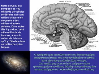 Notre cerveau est 
composé de 100 
milliards de cellules 
cérébrales qui sont 
reliées chacune en 
moyenne à des 
milliers d’autres 
cellules. Dans notre 
tête il y a donc cent 
mille milliards de 
liaisons, à savoir 
autant de liaisons 
qu’il y d’étoiles dans 
un millier de voies 
lactées. 
Ο εγκέφαλός μας αποτελείται από 100 δισεκατομμύρια 
εγκεφαλικά κύτταρα, που είναι συνδεδεμένα το καθένα 
κατά μέσο όρο με χιλιάδες άλλα κύτταρα. 
Στο κεφάλι μας ως εκ τούτου, υπάρχουν εκατό 
τρισεκατομμύρια συνδέσεις, δηλαδή τόσες συνδέσεις όσα 
αστέρια υπάρχουν σε 1.000 γαλαξίες σαν τον δικό μας. 
 