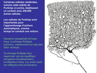 Certaines cellules cérébrales, 
comme cette cellule de 
Purkinje ci-contre, établissent 
un contact avec 250.000 
autres cellules. 
Les cellules de Purkinje sont 
importantes pour 
l’apprentissage d’actions 
automatiques, comme 
lorsqu’on conduit une voiture. 
Ορισμένα εγκεφαλικά κύτταρα 
όπως το κύτταρο Purkinje 
απέναντι, επικοινωνούν με 250.000 
άλλα κύτταρα. 
Τα κύτταρα Purkinje είναι 
σημαντικά για την εκμάθηση 
αυτομάτων (ανακλαστικών) 
αντιδράσεων όπως π.χ. αυτών κατά 
την οδήγηση ενός αυτοκινήτου. 
 