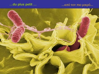 …du plus petit … …από τον πιο μικρό... 
 