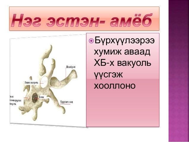 амьтдын хоол боловсруулах эрхтэн