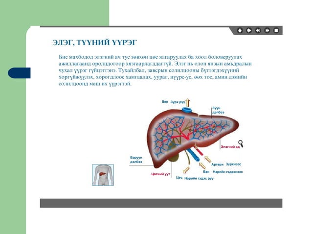 хүний хоол боловсруулах эрхтэн