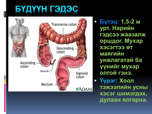 хоол боловсруулах