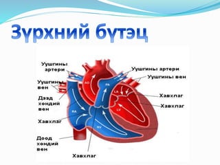 хүний цээ | PPT