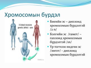 хромосомын тоо | PPT