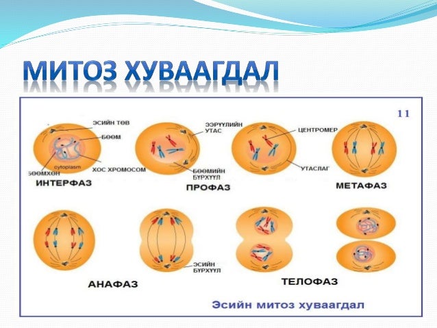 хромосомын тоо