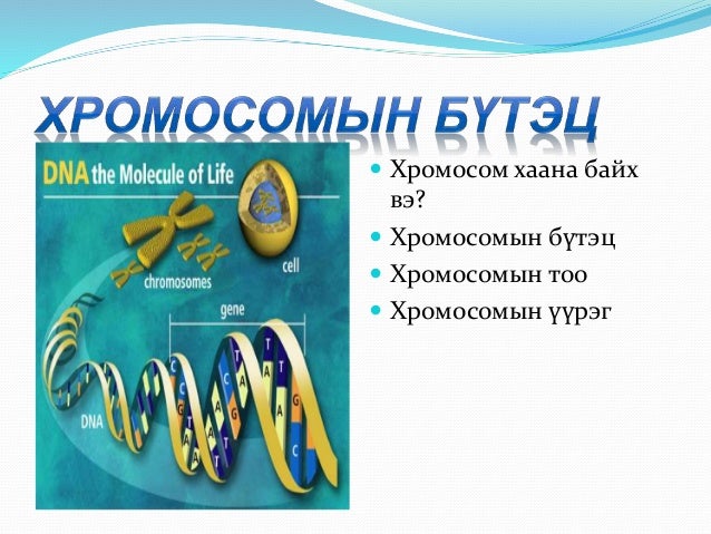 хромосомын тоо