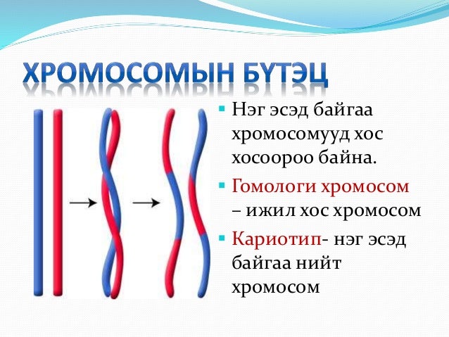 хромосомын тоо
