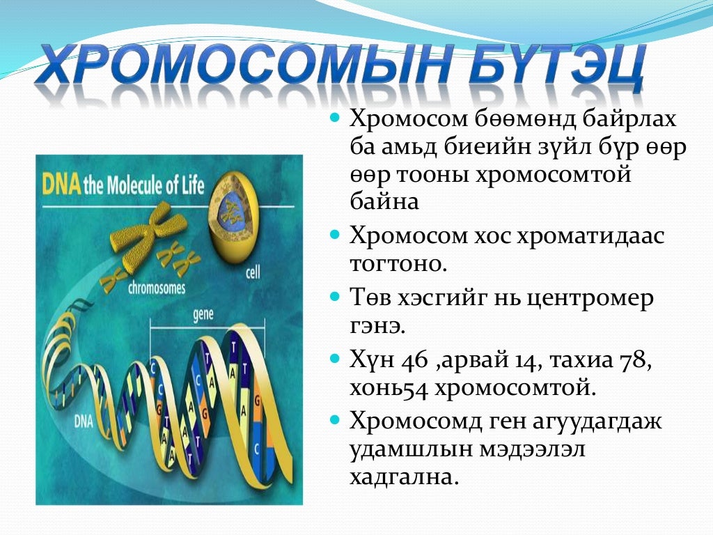 хромосомын тоо