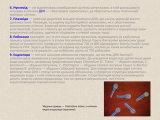 6. Нуклеоїд — не відмежована мембранами ділянка цитоплазми, в якій розташовано 
кільцеву молекулу ДНК — «бактерійну хромосому», де зберігається весь генетичний 
матеріал клітини. 
7. Плазміди — невеликі додаткові кільцеві молекули ДНК, що несуть зазвичай всього 
декілька генів. Плазміди, на відміну від бактерійної хромосоми, не є обов'язковим 
компонентом клітини. Зазвичай вони надають бактерії певних корисних для неї 
властивостей, таких як стійкість до антибіотиків, здатність засвоювати з середовища певні 
енергетичні субстрати, здатність ініціювати статевий процес тощо. 
8. Рибосоми прокаріот, як і в усіх інших живих організмів, відповідають за здійснення 
процесу трансляції (одного із етапів біосинтезу білка). Проте бактерійні хромосоми дещо 
менші за еукаріотичні (коефіцієнти седиментації 70S та 80S відповідно) і мають інший склад 
білків та РНК. Через це бактерії, на відміну від еукаріот, чутливі до таких антибіотиків як 
еритроміцин та тетрациклін, що вибірково діють на 70S рибосоми. 
9. Ендоспори — оточені щільною оболонкою структури, що містять ДНК бактерії і 
забезпечують виживання у несприятливих умовах. До утворення ендоспор здатні лише деякі 
види прокаріот, наприклад представники родів Clostridium (C. Tetani — збудник правцю, C. 
botulinum — збудник ботулізму, C. Perfringens — збудник газової гангрени тощо) та Bacillus 
(зокрема B. anthracis — збудник сибірської виразки). Для утворення ендоспори клітина 
реплікує свою ДНК і оточує копію щільною оболонкою, з утвореної структури видаляється 
надлишок води, і в ній сповільнюється метаболізм. Спори бактерій можуть витримувати 
досить жорсткі умови середовища, такі як тривале висушування, кип'ятіння, 
короткохвильове опромінення тощо 
Збудник правцю — Clostridium tetani, у клітинах 
видно ендоспори (оранжеві) 
 