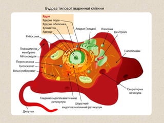 Будова типової тваринної клітини 
 