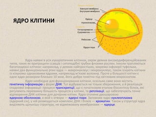 ЯДРО КЛІТИНИ 
Ядра наявні в усіх еукаріотичних клітинах, окрім деяких високодиференційованих 
типів, таких як еритроцити ссавців і ситоподібні трубки флоеми рослин. Інколи трапляються 
багатоядерні клітини: наприклад, у деяких найпростіших, зокрема інфузорії туфельки, 
наявні два функціонально різні ядра — макронуклеус і мікронуклеус, також існують клітини 
із кількома однаковими ядрами, наприклад м'язові волокна. Проте у більшості клітин є 
одне ядро розміром близько 10 мкм, його добре помітно під світловим мікроскопом. 
Ядро необхідне для функціонування клітини, оскільки саме воно містить 
генетичну інформацію у формі ДНК. Тут відбувається не тільки збереження, а й реалізація 
спадкової інформації: процеси транскрипції, що є початковим етапом біосинтезу білків, які 
регулюють переважну більшість процесів у клітині, та реплікації, що забезпечують точне 
відтворення ДНК клітини для дочірних клітин. Ядро оточене двошаровою 
ядерною оболонкою, в якій є отвори — ядерні пори. Заповнює ядро нуклеоплазма 
(ядерний сік), у ній розміщується комплекс ДНК і білків — хроматин. Також у структурі ядра 
виділяють щільнішу структуру, не відмежовану мембранами — ядерце. 
 